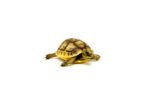 Baby Ilbera Greek Tortoise (Testudo graeca ibera) - Image 2