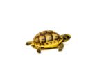 Baby Ilbera Greek Tortoise (Testudo graeca ibera) - Image 3