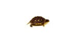 Baby Eastern Box Turtle (Terrapene carolina) - Image 3