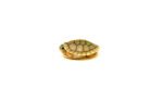 Baby Hybino Red Eared Slider Turtle (Trachemys elegans) - Image 3