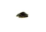 Baby Black Pearl Red Eared Slider Turtle (Trachemys elegans)
