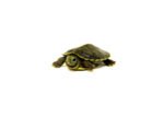 Baby Charcoal Red Eared Slider Turtle (Trachemys elegans)
