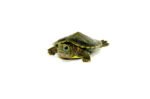 Baby Charcoal Red Eared Slider Turtle (Trachemys elegans) - Image 3