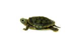 Baby Charcoal Red Eared Slider Turtle (Trachemys elegans) - Image 2