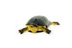 African Dwarf Mud Turtle (Pelusios nanus) - Image 3
