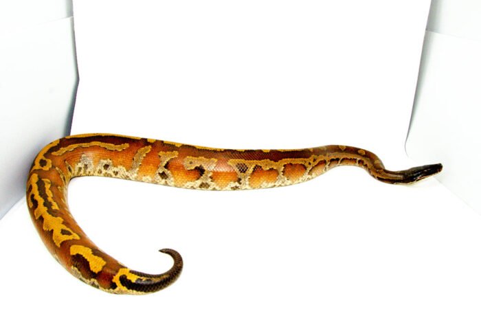 Bangka Blood Python (Python Brongersmai) MALE #1 - Reptile Empire
