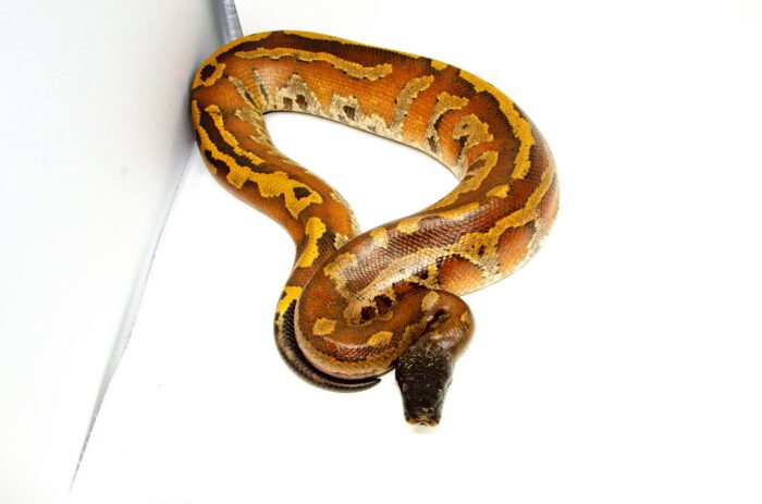 Bangka Blood Python (Python Brongersmai) MALE #1 - Reptile Empire