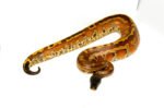 Bangka Blood Python (Python Brongersmai) MALE #1 - Image 3