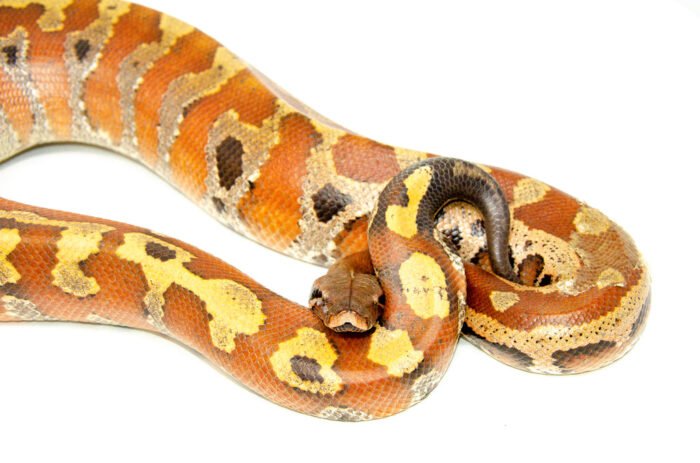Bangka Blood Python (Python Brongersmai) #BBPF1 - Reptile Empire