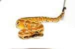 Bangka Blood Python (Python Brongersmai) #BBPM2 - Image 3
