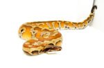 Bangka Blood Python (Python Brongersmai) #BBPM2
