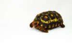 Brazilian Cherryhead Red Foot Tortoise Adult Male 1 - #BCRFTAM1 - Image 2