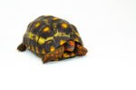 Brazilian Cherryhead Red Foot Tortoise Adult Male 1 - #BCRFTAM1 - Image 3