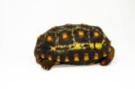 Brazilian Cherryhead Red Foot Tortoise Adult Male 1 - #BCRFTAM1