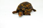 Brazilian Cherryhead Red Foot Tortoise Adult Male 2 - #BCRFTAM2 - Image 2