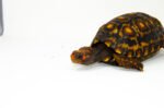 Brazilian Cherryhead Red Foot Tortoise Adult Male 2 - #BCRFTAM2 - Image 3
