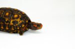Brazilian Cherryhead Red Foot Tortoise Adult Male 2 - #BCRFTAM2 - Image 4