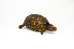 Brazilian Cherryhead Red Foot Tortoise Adult Male 2 - #BCRFTAM2