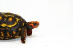 Brazilian Cherryhead Red Foot Tortoise Adult Male 3 - #BCRFTAM3 - Image 2