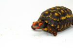 Brazilian Cherryhead Red Foot Tortoise Adult Male 3 - #BCRFTAM3 - Image 3