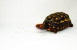 Brazilian Cherryhead Red Foot Tortoise Adult Male 3 - #BCRFTAM3 - Image 4