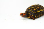 Brazilian Cherryhead Red Foot Tortoise Adult Male 3 - #BCRFTAM3