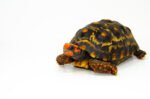 Brazilian Cherryhead Red Foot Tortoise Adult Male 4 - #BCRFTAM4 - Image 2