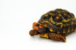 Brazilian Cherryhead Red Foot Tortoise Adult Male 4 - #BCRFTAM4 - Image 3