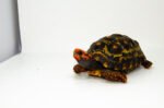 Brazilian Cherryhead Red Foot Tortoise Adult Male 4 - #BCRFTAM4 - Image 4