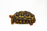 Brazilian Cherryhead Red Foot Tortoise Adult Male 4 - #BCRFTAM4