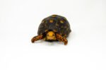 Brazilian Cherryhead Red Foot Tortoise Adult Female 1 - #BCRFTAF1 - Image 2