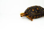 Brazilian Cherryhead Red Foot Tortoise Adult Female 1 - #BCRFTAF1 - Image 3