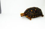 Brazilian Cherryhead Red Foot Tortoise Adult Female 1 - #BCRFTAF1 - Image 4