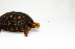Brazilian Cherryhead Red Foot Tortoise Adult Female 1 - #BCRFTAF1