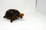 Brazilian Cherryhead Red Foot Tortoise Adult Female 2 - #BCRFTAF2 - Image 2