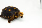Brazilian Cherryhead Red Foot Tortoise Adult Female 2 - #BCRFTAF2 - Image 3