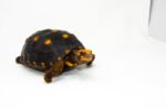 Brazilian Cherryhead Red Foot Tortoise Adult Female 2 - #BCRFTAF2