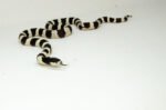 California Kingsnake Adult Male (Lampropeltis getula californiae) - #CKAM1