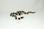 California Kingsnake Adult Male (Lampropeltis getula californiae) - #CKAM1 - Image 3