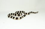 California Kingsnake Adult Male (Lampropeltis getula californiae) - #CKAM1 - Image 2