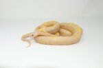 Albino Blotched Kingsnake Adult Male (Lampropeltis getula goini) - #ABKAM1