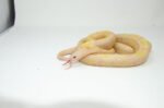 Albino Blotched Kingsnake Adult Male (Lampropeltis getula goini) - #ABKAM1 - Image 3
