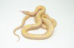 Albino Blotched Kingsnake Adult Male (Lampropeltis getula goini) - #ABKAM1 - Image 2