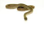 Blotched Kingsnake Patternless Adult Male (Lampropeltis getula goini) - #BKPAM1