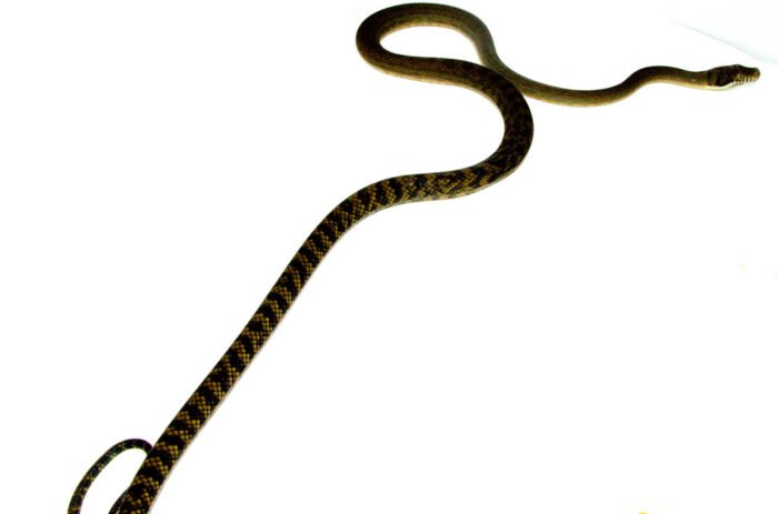 Barneck Scrub Python Male 1 (Simalia amethistina) - #BSPM1 - Reptile Empire