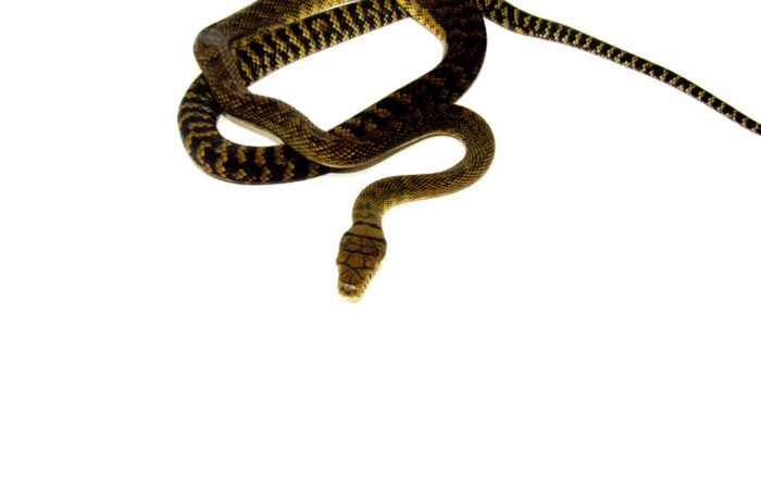 Barneck Scrub Python Female 2 (Simalia amethistina) - #BSPF2 - Reptile ...