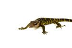 Black Roughneck Monitor Baby (Varanus rudicollis) - Image 4