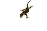 Black Roughneck Monitor Baby (Varanus rudicollis) - Image 2