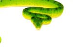 Anaconda Phase Emerald Tree Boa Adult Male (Corallus caninus) - #APETBAM1 - Image 4