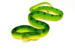 Anaconda Phase Emerald Tree Boa Adult Male (Corallus caninus) - #APETBAM1